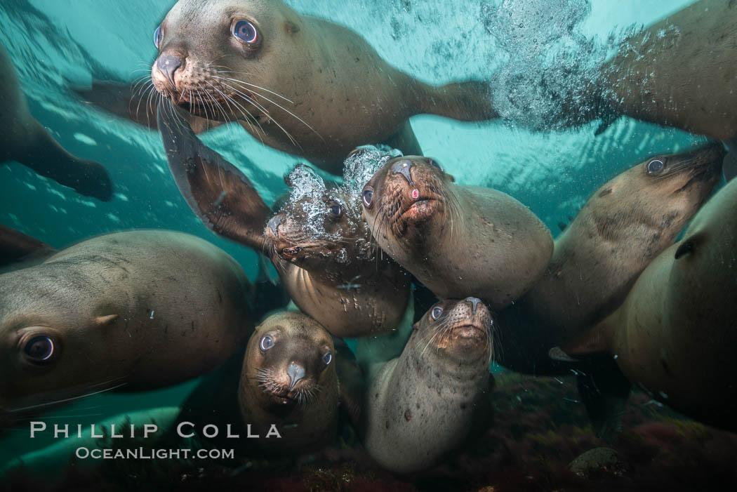 Steller sea lions underwater, Norris Rocks, Hornby Island, British Columbia, Canada., Eumetopias jubatus, natural history stock photograph, photo id 32666
