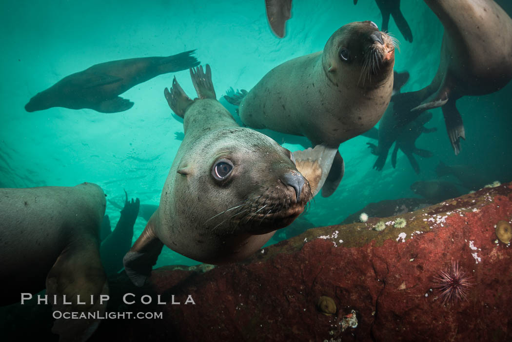 Steller sea lions underwater, Norris Rocks, Hornby Island, British Columbia, Canada., Eumetopias jubatus, natural history stock photograph, photo id 32770