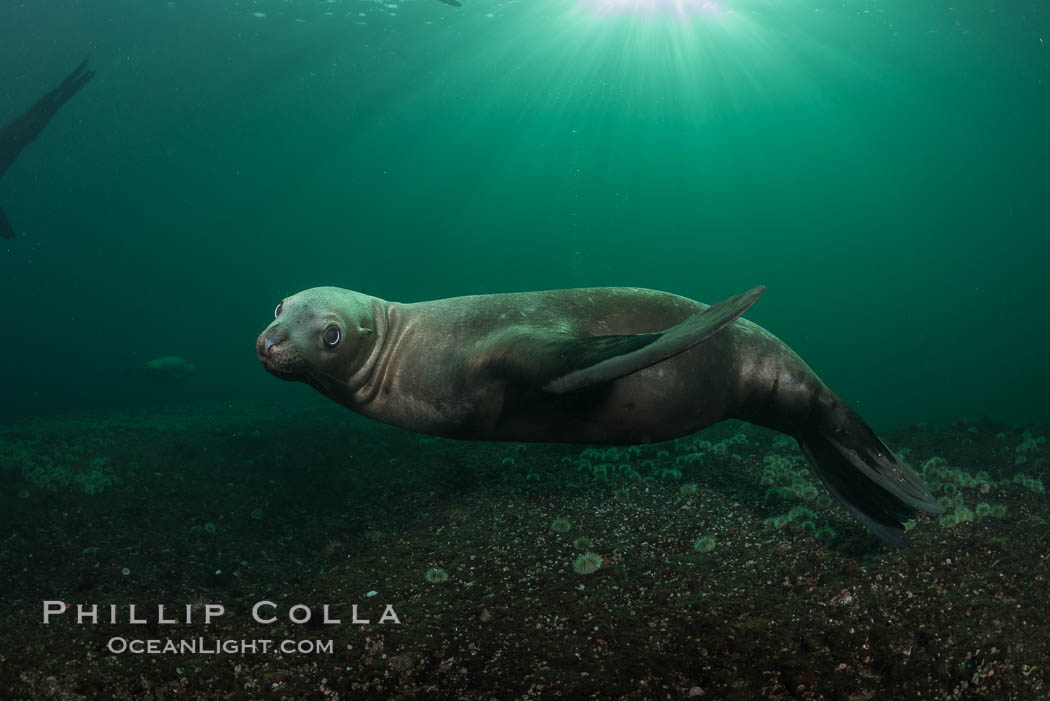 Steller sea lions underwater, Norris Rocks, Hornby Island, British Columbia, Canada., Eumetopias jubatus, natural history stock photograph, photo id 32786