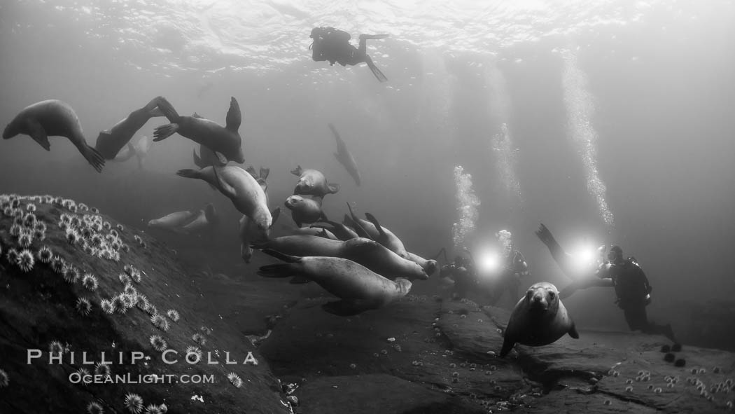 Steller sea lions underwater, black and white, Norris Rocks, Hornby Island, British Columbia, Canada., Eumetopias jubatus, natural history stock photograph, photo id 32790
