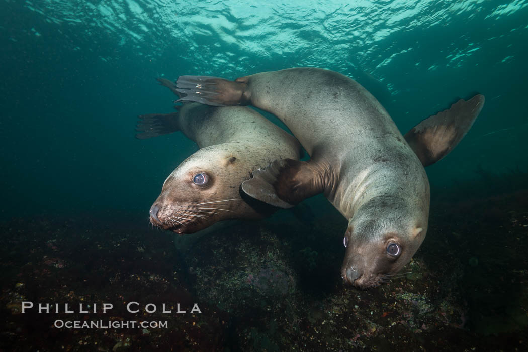 Steller sea lions underwater, Norris Rocks, Hornby Island, British Columbia, Canada, Eumetopias jubatus