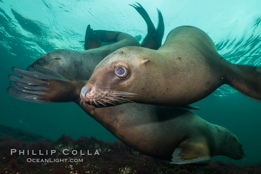 Steller sea lions underwater, Norris Rocks, Hornby Island, British Columbia, Canada., Eumetopias jubatus, natural history stock photograph, photo id 32696