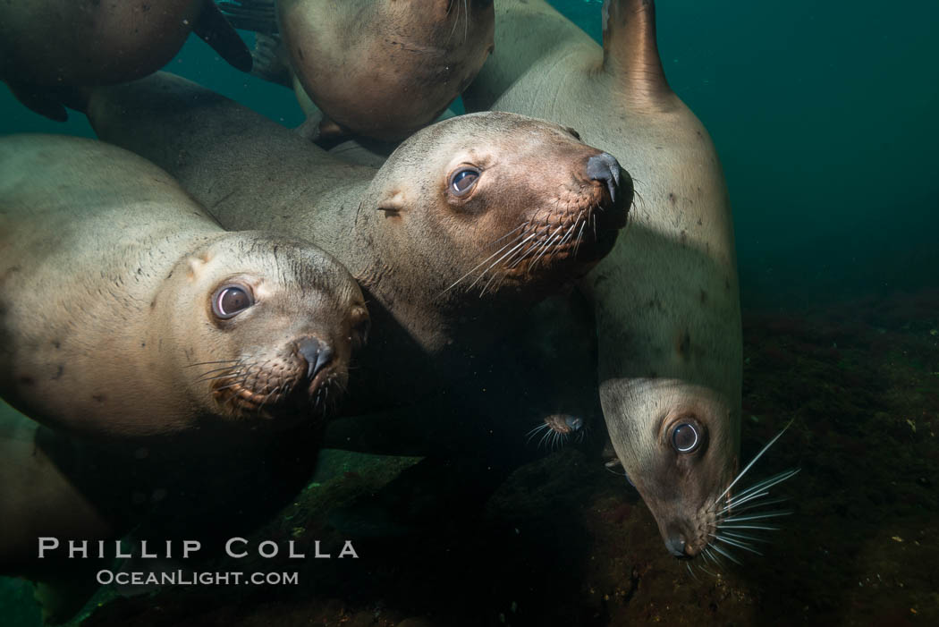 Steller sea lions underwater, Norris Rocks, Hornby Island, British Columbia, Canada., Eumetopias jubatus, natural history stock photograph, photo id 32704