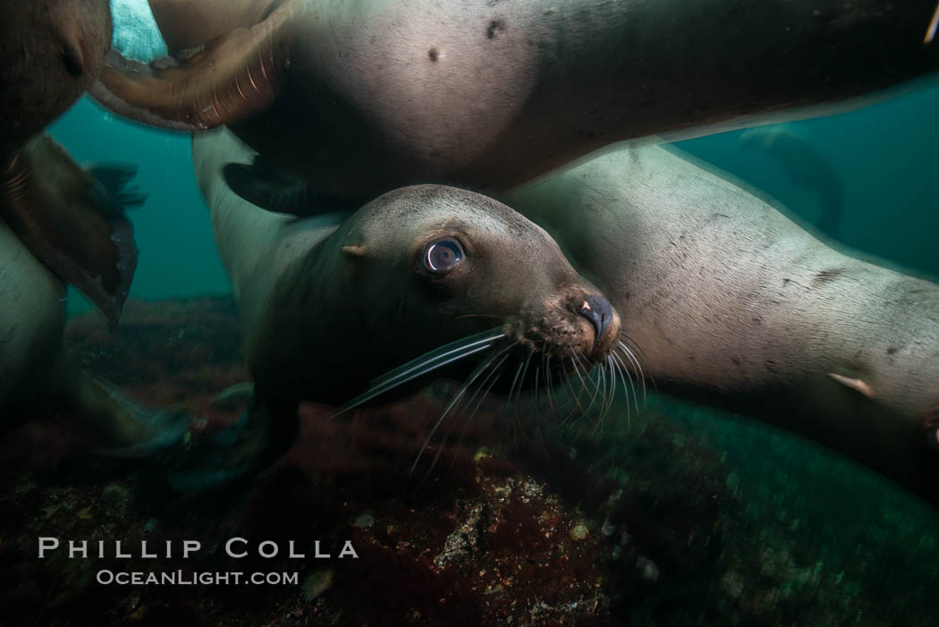 Steller sea lions underwater, Norris Rocks, Hornby Island, British Columbia, Canada., Eumetopias jubatus, natural history stock photograph, photo id 32752