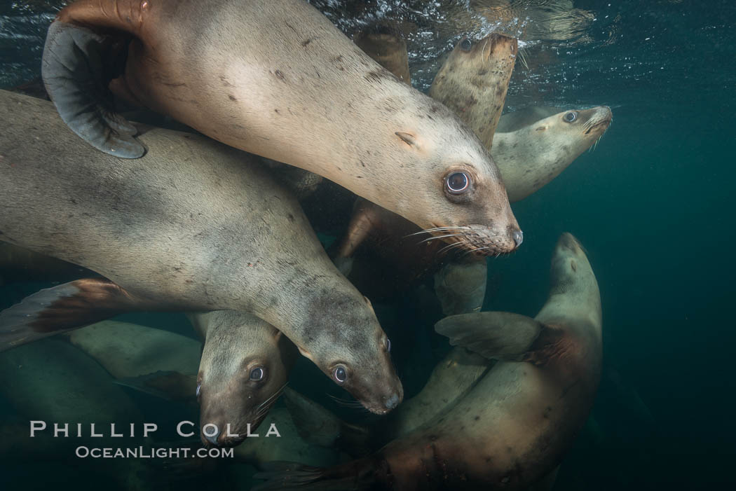 Steller sea lions underwater, Norris Rocks, Hornby Island, British Columbia, Canada., Eumetopias jubatus, natural history stock photograph, photo id 32760