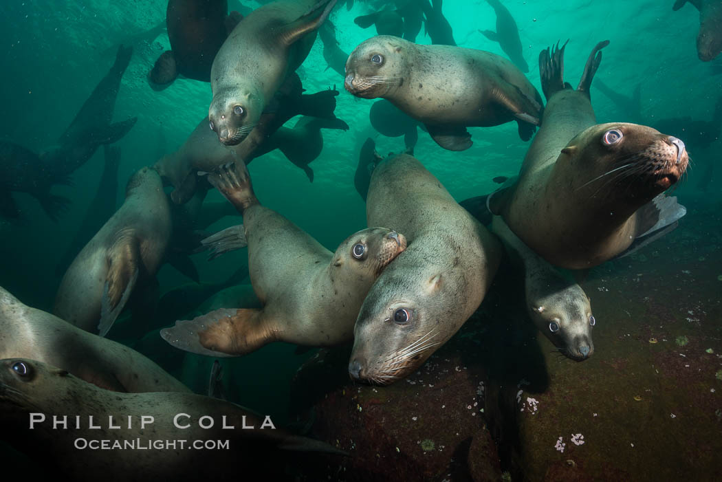 Steller sea lions underwater, Norris Rocks, Hornby Island, British Columbia, Canada., Eumetopias jubatus, natural history stock photograph, photo id 32772