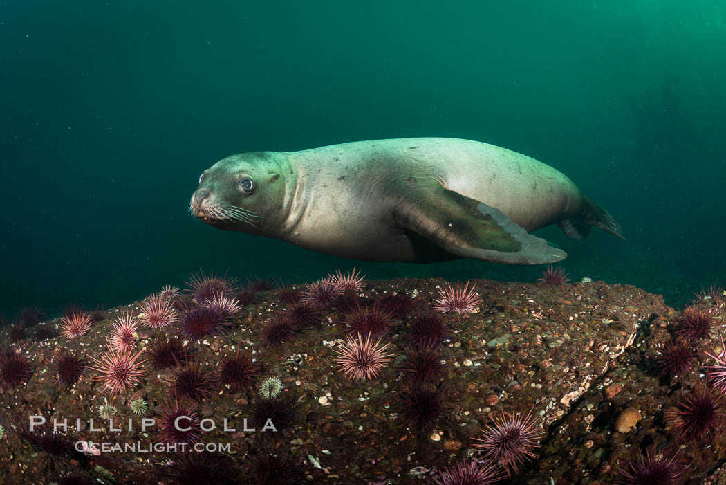 Steller sea lions underwater, Norris Rocks, Hornby Island, British Columbia, Canada., Eumetopias jubatus, natural history stock photograph, photo id 32780