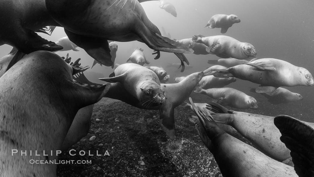 Steller sea lions underwater, black and white, Norris Rocks, Hornby Island, British Columbia, Canada., Eumetopias jubatus, natural history stock photograph, photo id 32788