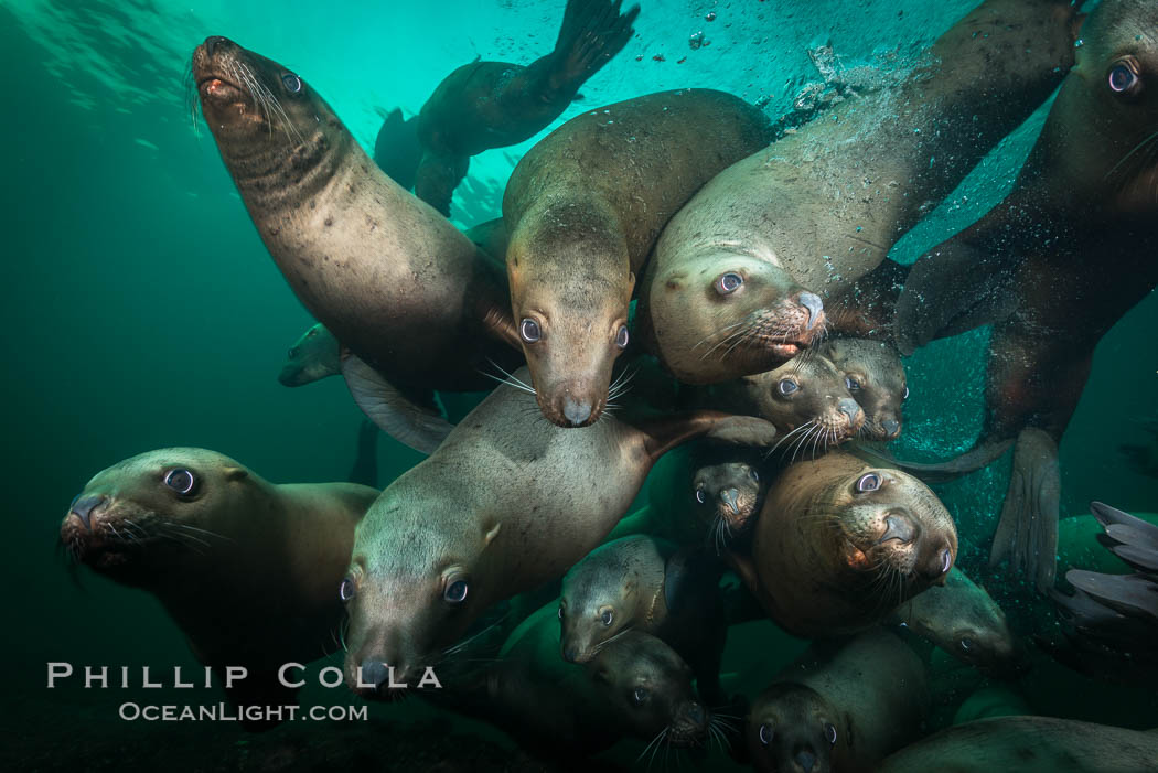 Steller sea lions underwater, Norris Rocks, Hornby Island, British Columbia, Canada, Eumetopias jubatus