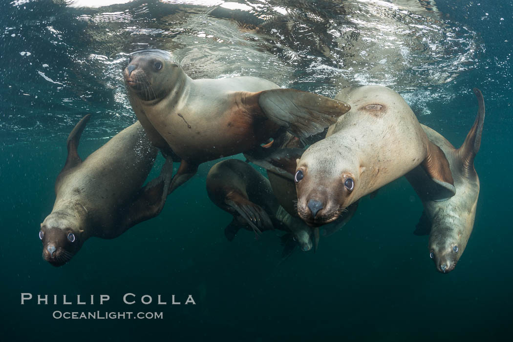 Steller sea lions underwater, Norris Rocks, Hornby Island, British Columbia, Canada, Eumetopias jubatus