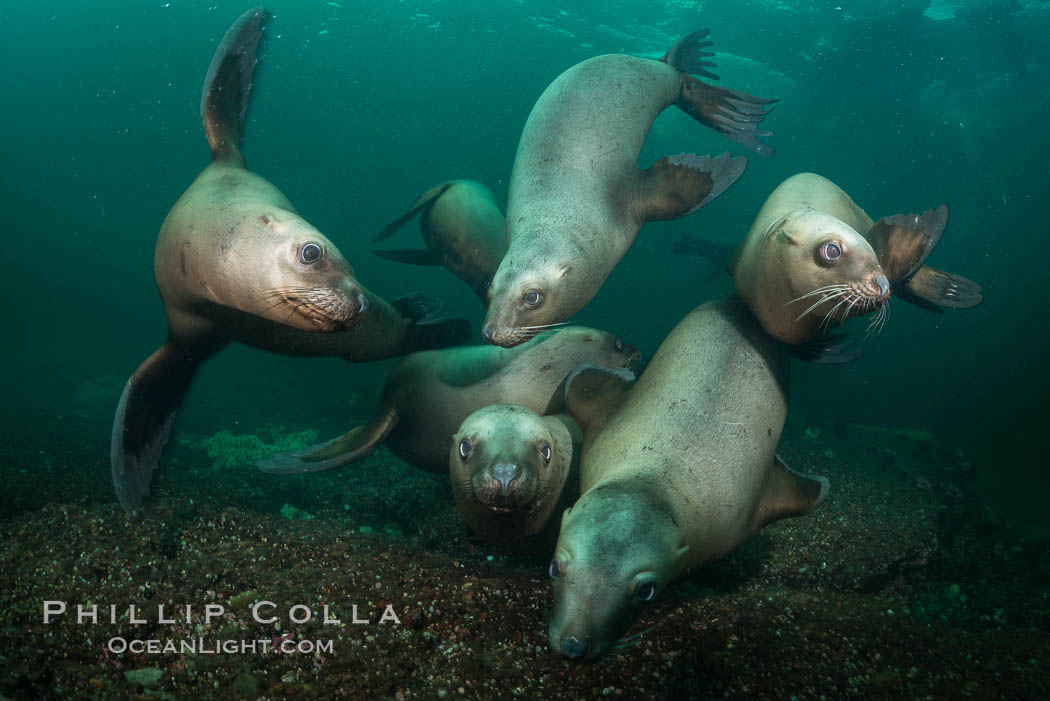 Steller sea lions underwater, Norris Rocks, Hornby Island, British Columbia, Canada, Eumetopias jubatus