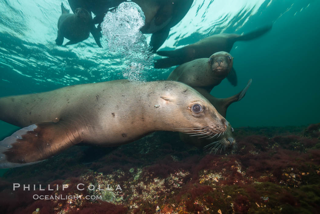 Steller sea lions underwater, Norris Rocks, Hornby Island, British Columbia, Canada., Eumetopias jubatus, natural history stock photograph, photo id 32699