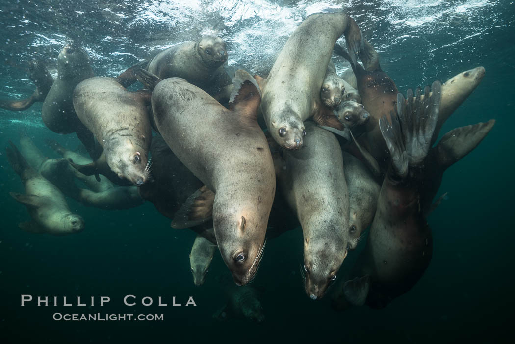 Steller sea lions underwater, Norris Rocks, Hornby Island, British Columbia, Canada., Eumetopias jubatus, natural history stock photograph, photo id 32703