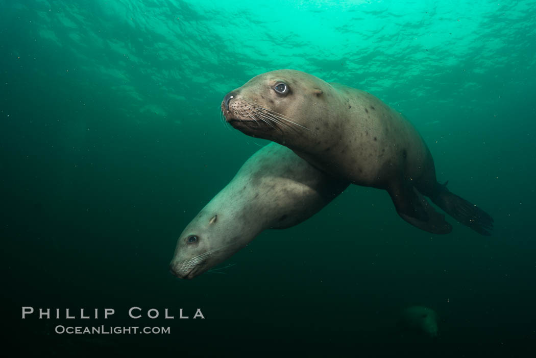 Steller sea lions underwater, Norris Rocks, Hornby Island, British Columbia, Canada., Eumetopias jubatus, natural history stock photograph, photo id 32731
