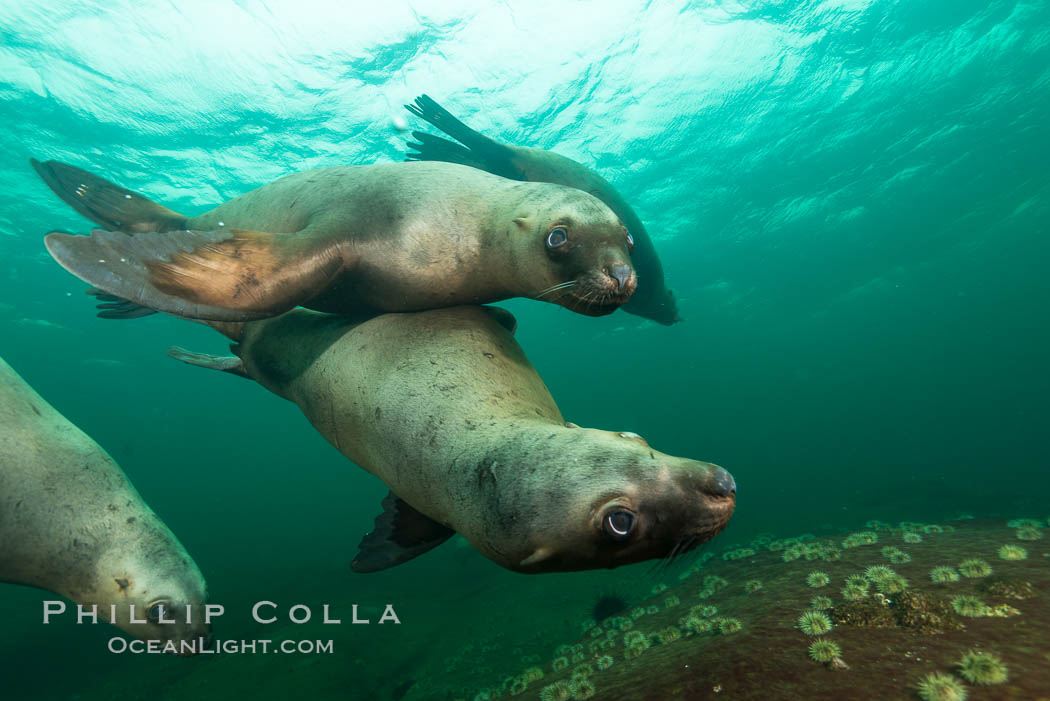 Steller sea lions underwater, Norris Rocks, Hornby Island, British Columbia, Canada., Eumetopias jubatus, natural history stock photograph, photo id 32759