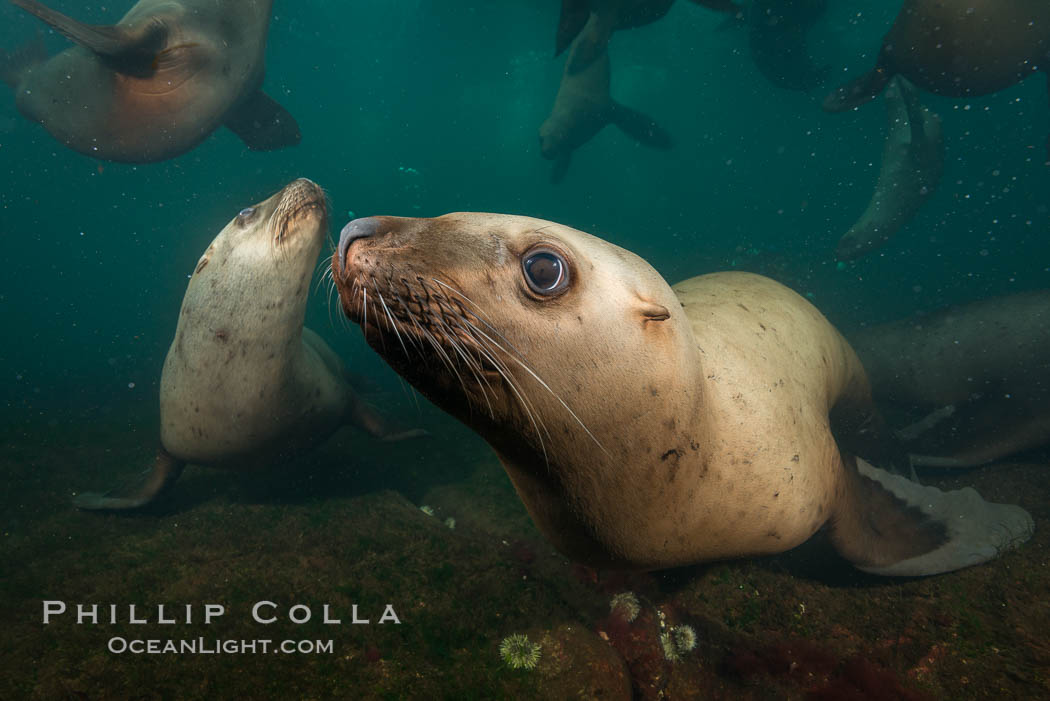 Steller sea lions underwater, Norris Rocks, Hornby Island, British Columbia, Canada., Eumetopias jubatus, natural history stock photograph, photo id 32763