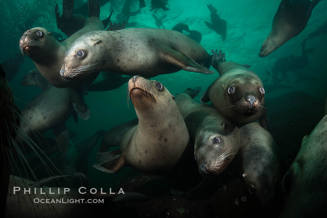 Steller sea lions underwater, Norris Rocks, Hornby Island, British Columbia, Canada., Eumetopias jubatus, natural history stock photograph, photo id 32771