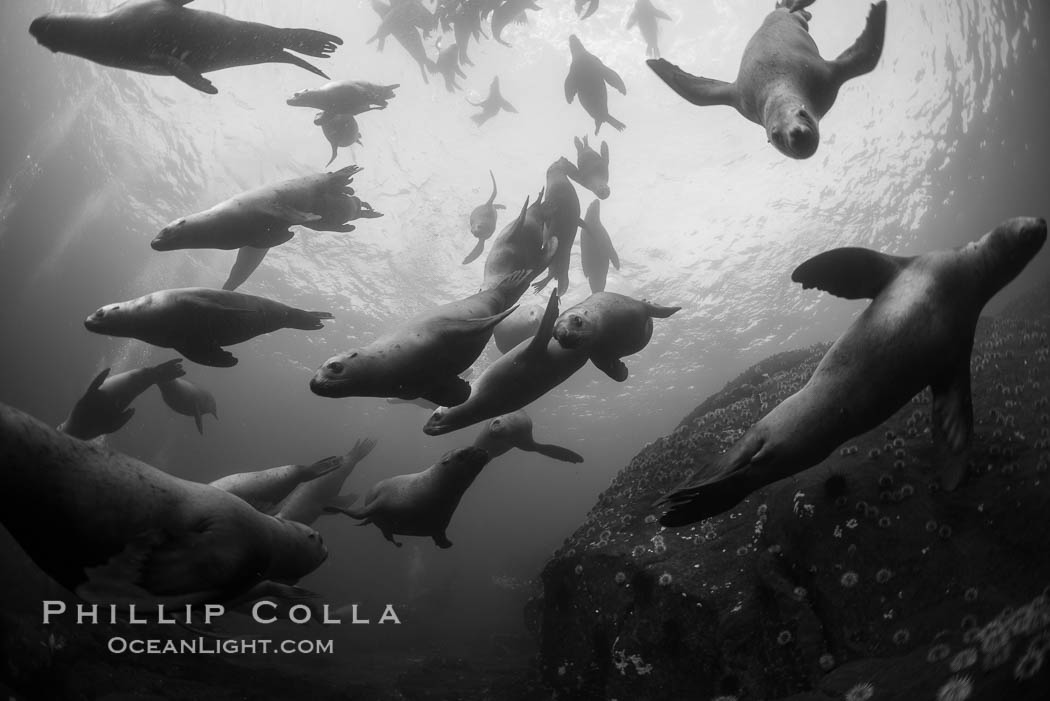 Steller sea lions underwater, black and white, Norris Rocks, Hornby Island, British Columbia, Canada., Eumetopias jubatus, natural history stock photograph, photo id 32791