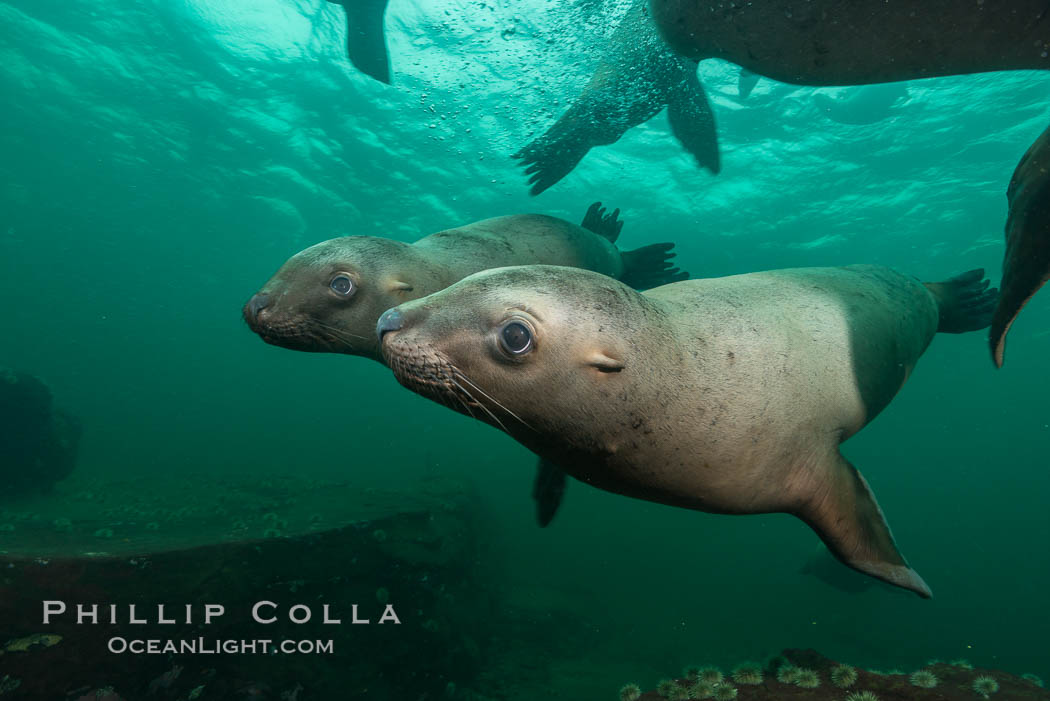 Steller sea lions underwater, Norris Rocks, Hornby Island, British Columbia, Canada., Eumetopias jubatus, natural history stock photograph, photo id 32803