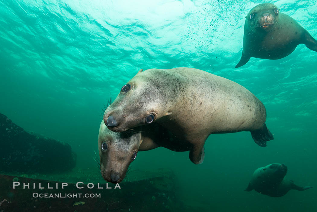 Steller sea lions underwater, Norris Rocks, Hornby Island, British Columbia, Canada., Eumetopias jubatus, natural history stock photograph, photo id 32677