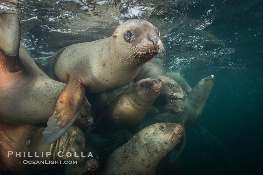 Steller sea lions underwater, Norris Rocks, Hornby Island, British Columbia, Canada., Eumetopias jubatus, natural history stock photograph, photo id 32721