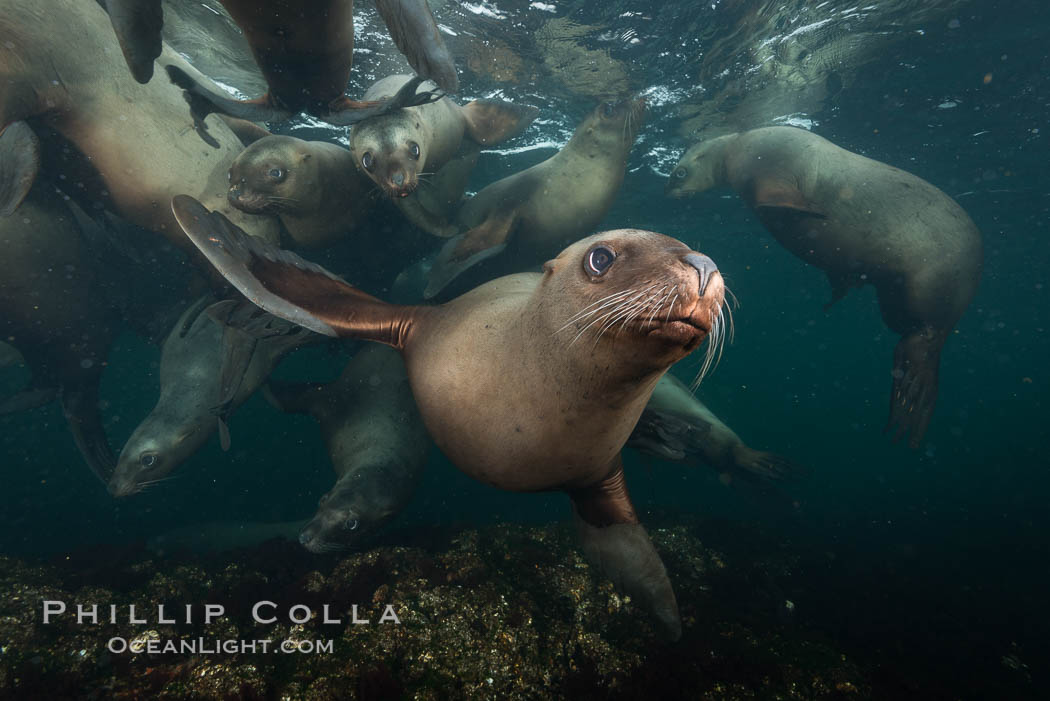 Steller sea lions underwater, Norris Rocks, Hornby Island, British Columbia, Canada., Eumetopias jubatus, natural history stock photograph, photo id 32761