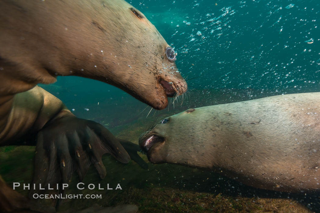 Steller sea lions underwater, Norris Rocks, Hornby Island, British Columbia, Canada., Eumetopias jubatus, natural history stock photograph, photo id 32765