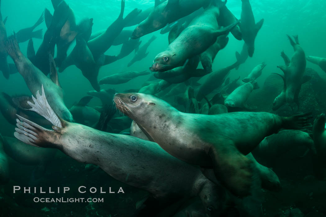 Steller sea lions underwater, Norris Rocks, Hornby Island, British Columbia, Canada, Eumetopias jubatus