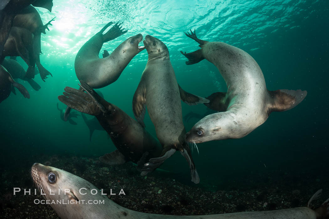 Steller sea lions underwater, Norris Rocks, Hornby Island, British Columbia, Canada., Eumetopias jubatus, natural history stock photograph, photo id 32781