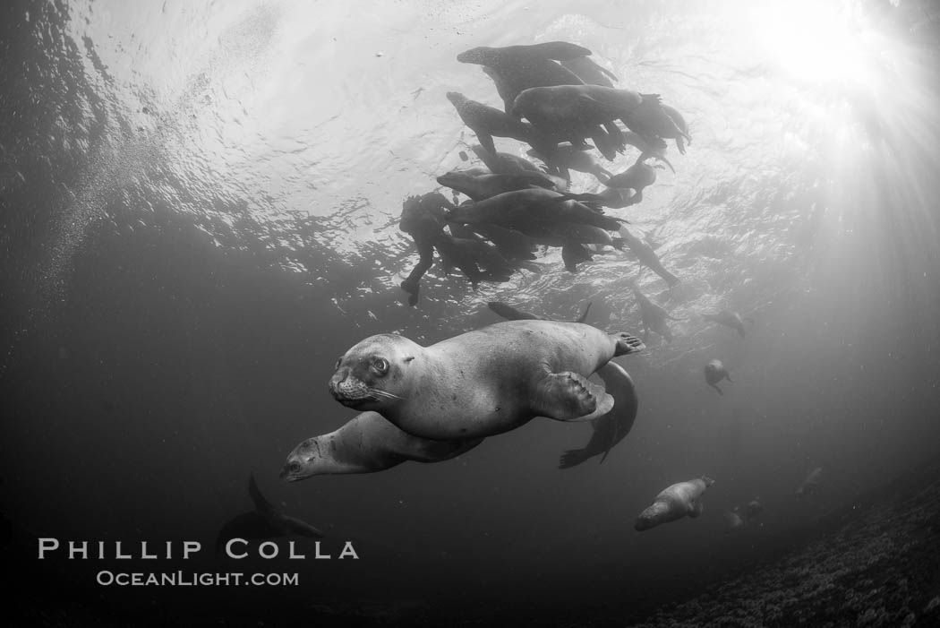 Steller sea lions underwater, black and white, Norris Rocks, Hornby Island, British Columbia, Canada., Eumetopias jubatus, natural history stock photograph, photo id 32785