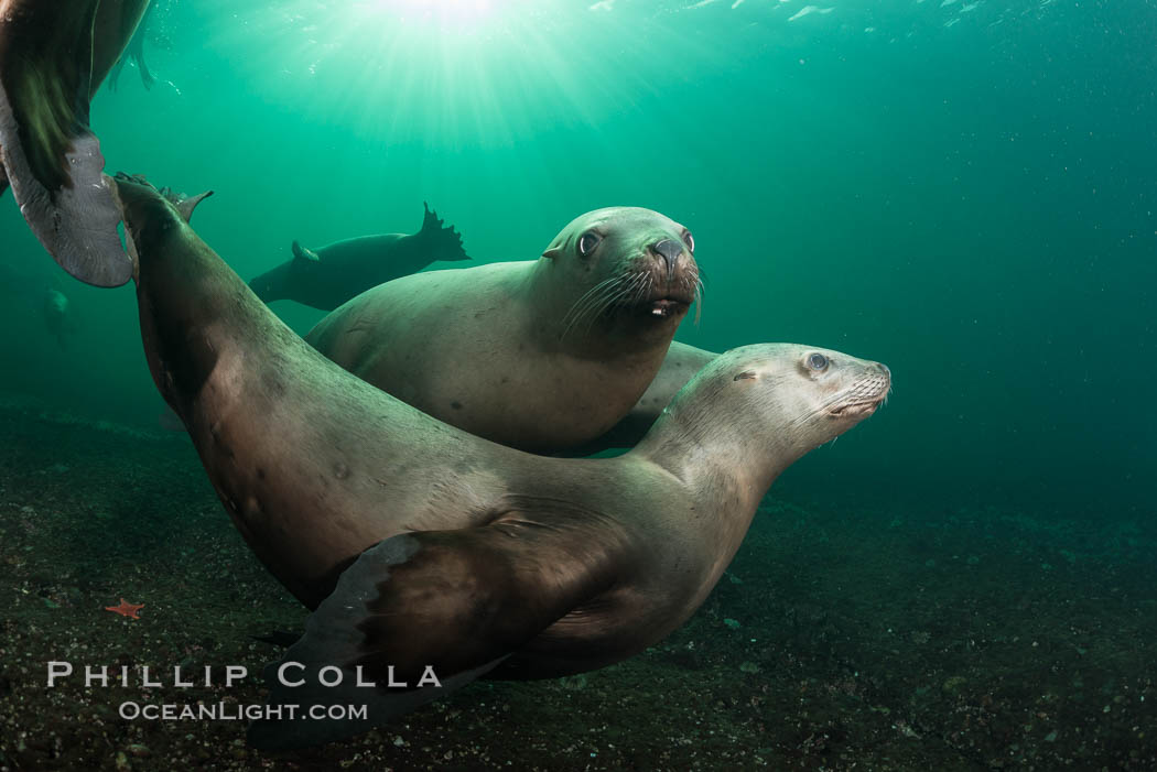 Steller sea lions underwater, Norris Rocks, Hornby Island, British Columbia, Canada., Eumetopias jubatus, natural history stock photograph, photo id 32805