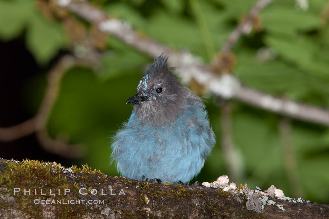 Steller's jay, or blue jay. Oregon Caves National Monument, USA, Cyanocitta stelleri, natural history stock photograph, photo id 25877