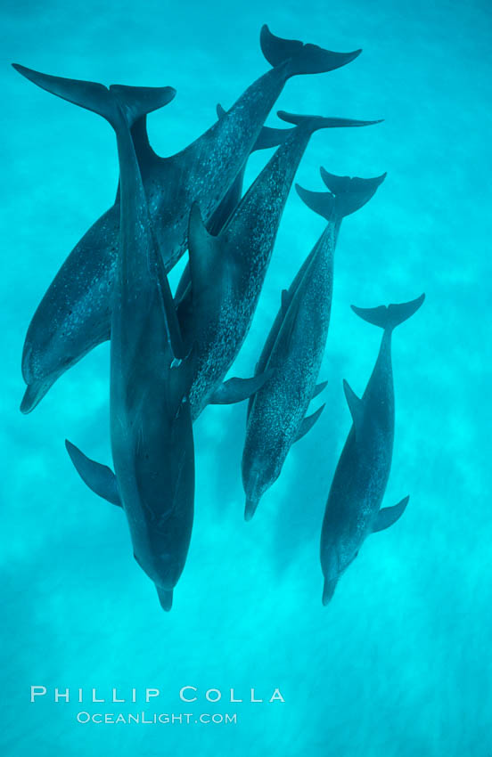 Atlantic spotted dolphin. Bahamas, Stenella frontalis, natural history stock photograph, photo id 00002
