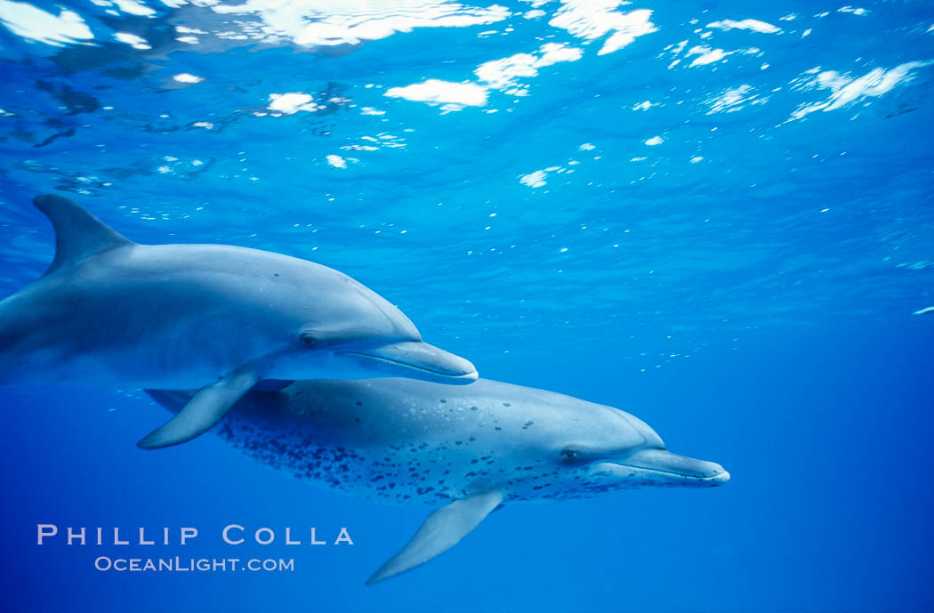 Atlantic spotted dolphin. Bahamas, Stenella frontalis, natural history stock photograph, photo id 00678