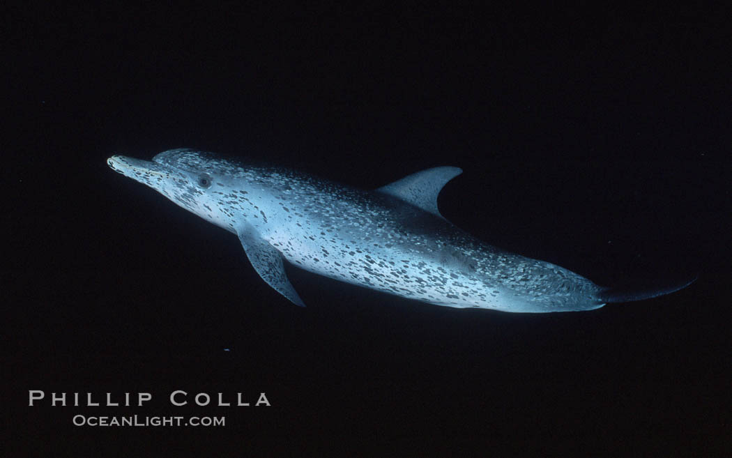 Atlantic spotted dolphin. Bahamas, Stenella frontalis, natural history stock photograph, photo id 00686