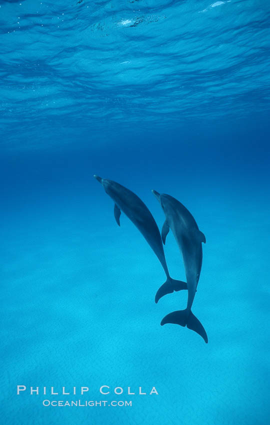 Atlantic spotted dolphin. Bahamas, Stenella frontalis, natural history stock photograph, photo id 00690