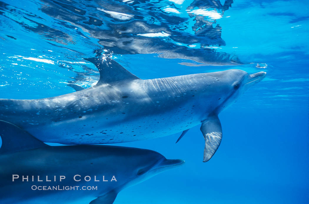 Atlantic spotted dolphin. Bahamas, Stenella frontalis, natural history stock photograph, photo id 00676