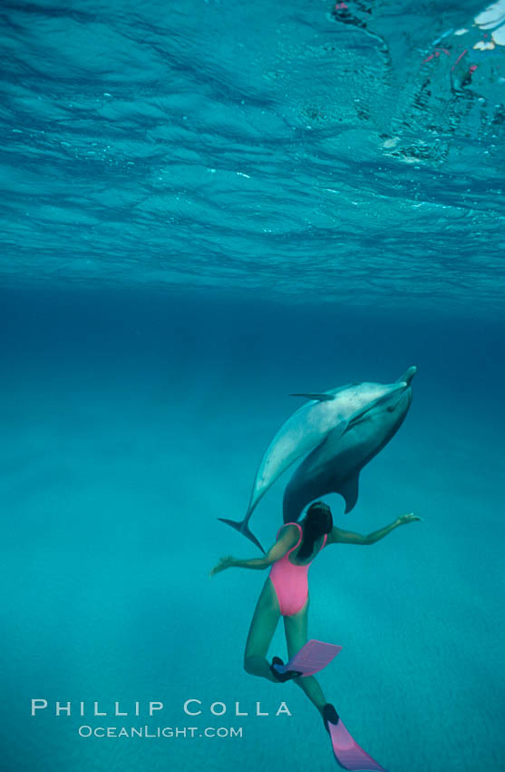Atlantic spotted dolphin, Olympic swimmer Mikako Kotani. Bahamas, Stenella frontalis, natural history stock photograph, photo id 00003