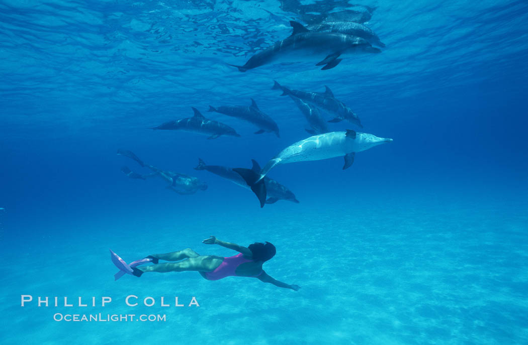 Atlantic spotted dolphin, Olympic swimmer Mikako Kotani. Bahamas, Stenella frontalis, natural history stock photograph, photo id 00655