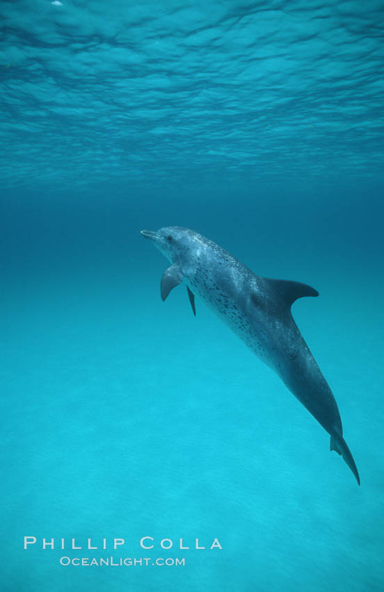 Atlantic spotted dolphin. Bahamas, Stenella frontalis, natural history stock photograph, photo id 00691