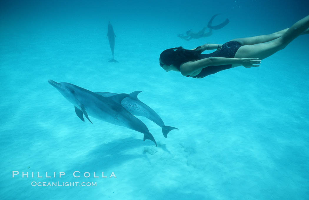 Atlantic spotted dolphin, Olympic swimmer Mikako Kotani. Bahamas, Stenella frontalis, natural history stock photograph, photo id 00013