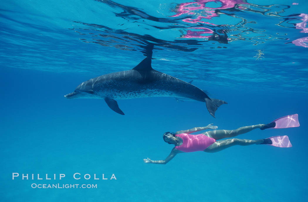 Atlantic spotted dolphin, Olympic swimmer Mikako Kotani. Bahamas, Stenella frontalis, natural history stock photograph, photo id 00649