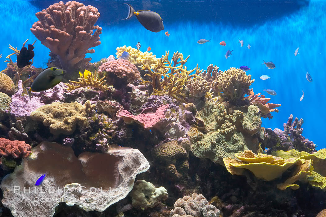 A tropical reef fish tank in the Stephen Birch Aquarium at the Scripps Institution of Oceanography.  Built in 1992, the Birch Aquarium has over 60 tanks including a 70000 gallon kelp forest tank and 13000 gallon shark exhibit, La Jolla, California