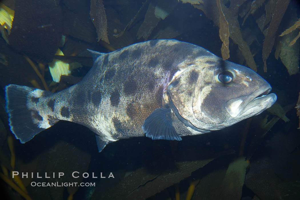 Black seabass (giant black sea bass), juvenile., Stereolepis gigas, natural history stock photograph, photo id 13999