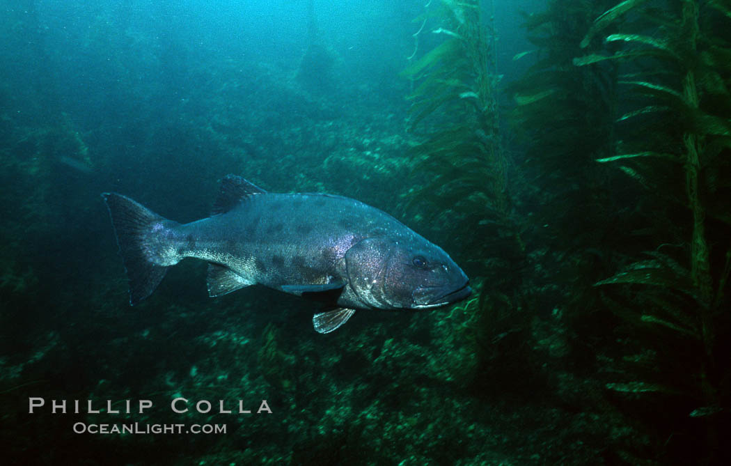 Giant black sea bass swims amid giant kelp forest. San Clemente Island, California, USA, Stereolepis gigas, natural history stock photograph, photo id 07613