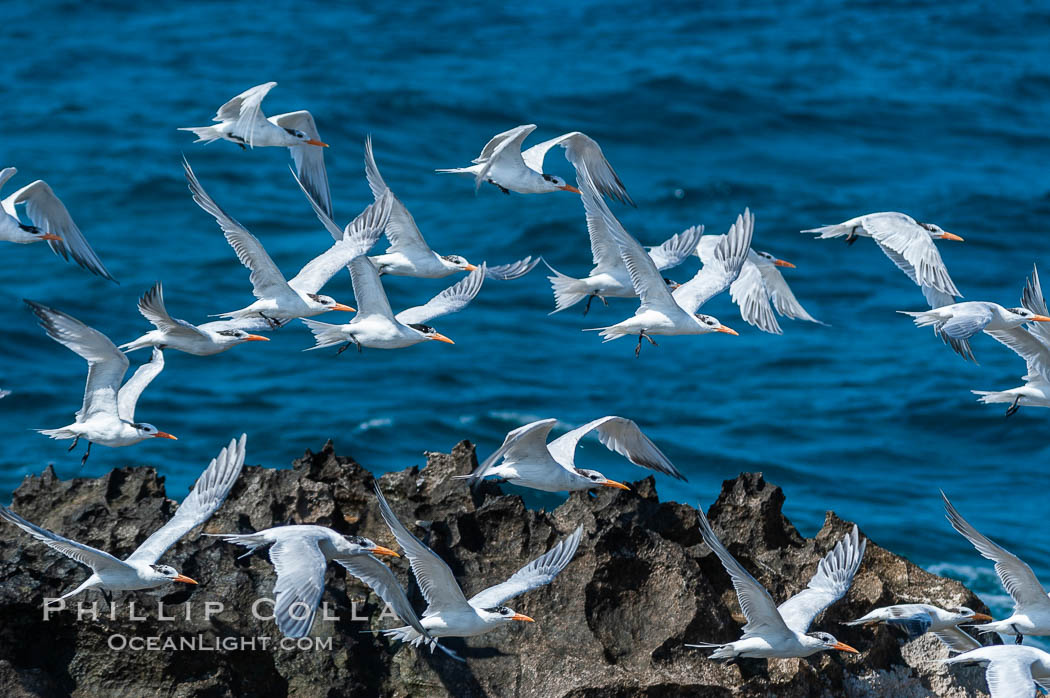 Royal terns. Great Isaac Island, Bahamas, Sterna maxima, Thalasseus maximus, natural history stock photograph, photo id 10824