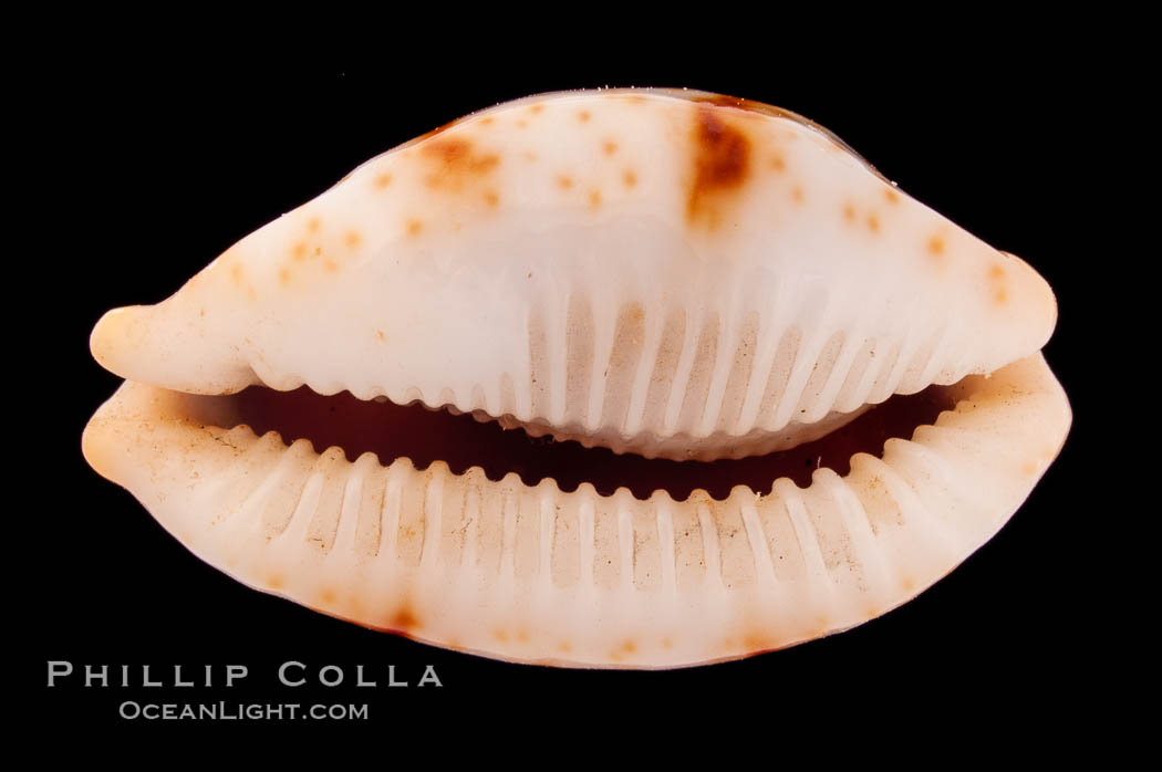 Stolid Cowrie., Cypraea stolida, natural history stock photograph, photo id 08406