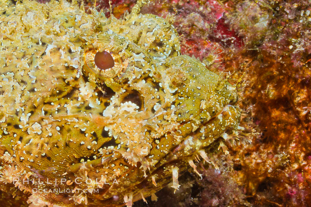 Stone scorpionfish, Sea of Cortez, Baja California, Mexico., Scorpaena mystes, natural history stock photograph, photo id 27578