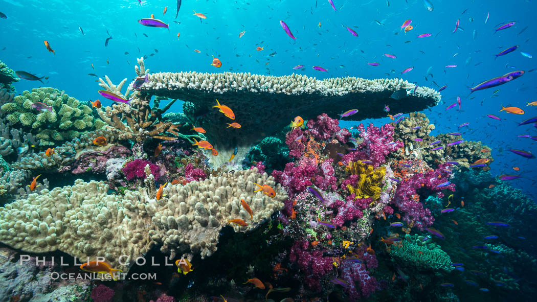 Various stony and soft corals on pristine tropical reef. Table coral competes for space on the coral reef by growing above and spreading over other coral species keeping them from receiving sunlight, Pseudanthias, Namena Marine Reserve, Namena Island, Fiji