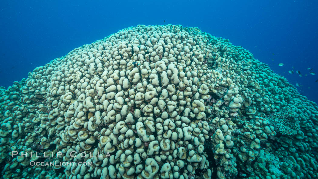 Stony hard corals on pristine Fijian coral reef. Nigali Passage, Gau Island, Lomaiviti Archipelago, natural history stock photograph, photo id 31725